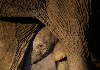 Зоология: почему слоны не летают