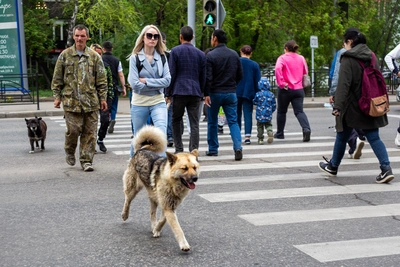 Питомник К-9 против усыпления бездомных собак в Иркутской области