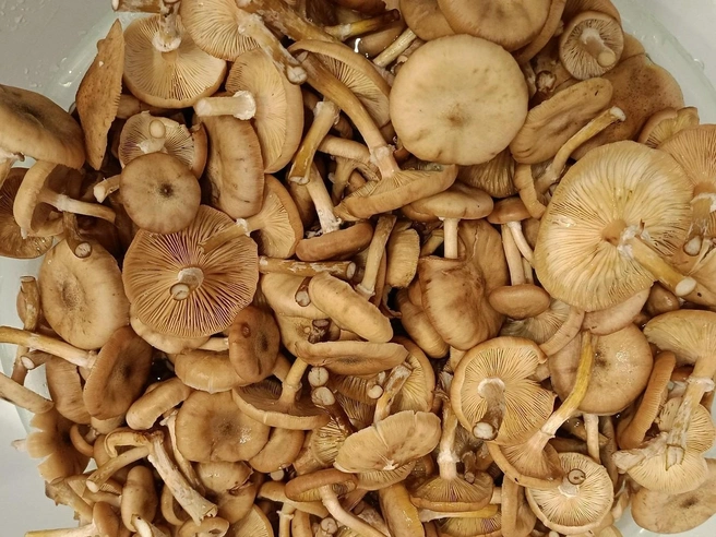 Источник: Елена Еремеева / Грибы в Подмосковье 2025 / VK.com