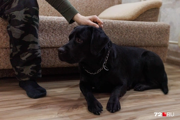 От почесушек Ультра вряд ли откажется | Источник: Ирина Шарова / 72.RU