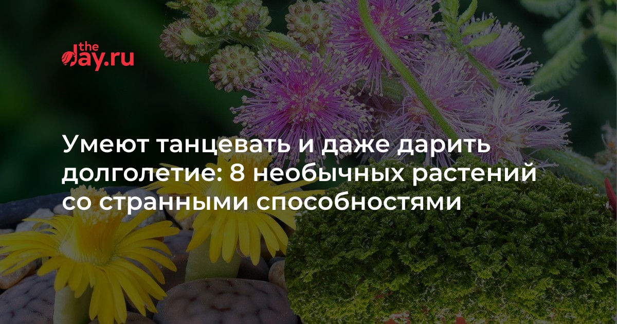 Каланхоэ Дегремона или «мать тысяч»