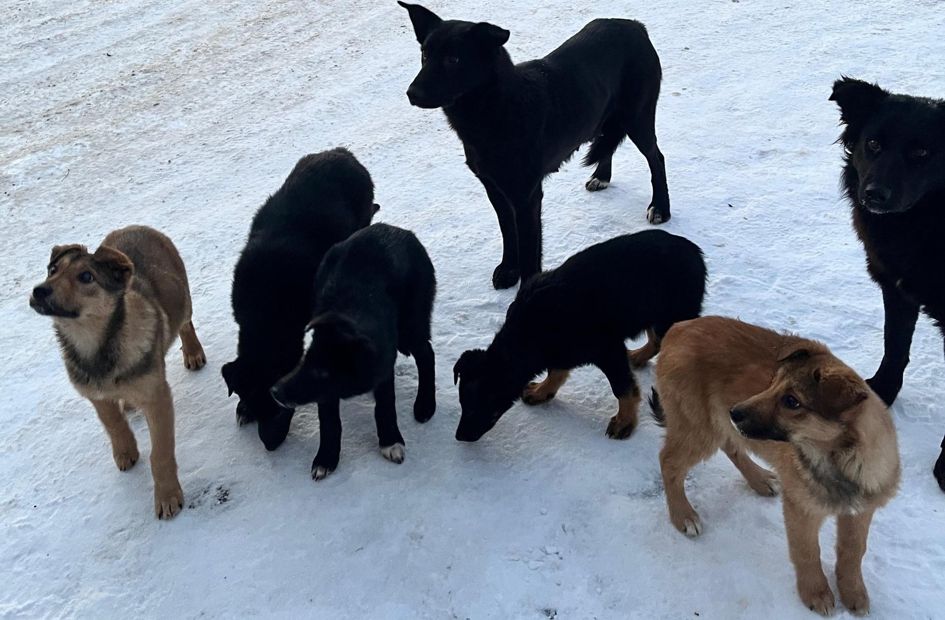 Совершите новогоднее чудо: четверо щенков в Архангельске ищут дом — возможно, именно ваш