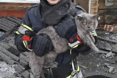 Кошачья семья спасена из пожара в Иркутске