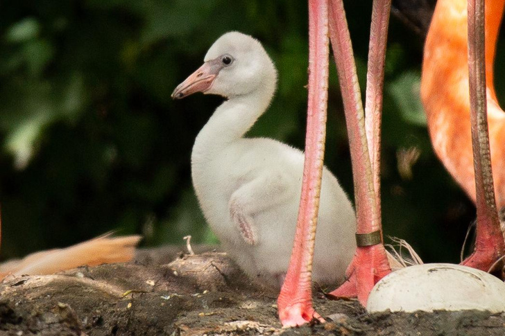 Птицы утренней зари: 9 любопытных фактов о фламинго