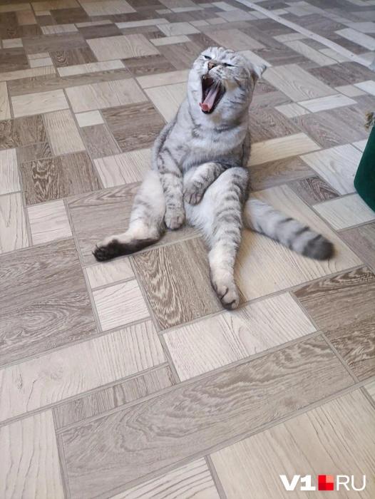 — Ну когда там уже обед? | Источник: читатели V1.RU