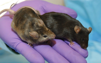 Ученые «выключили» эйфорию от кокаина у мышей. Но это не сработало с женскими особями