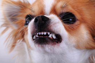 3 породы собак, которые внушают страх даже ветеринарам