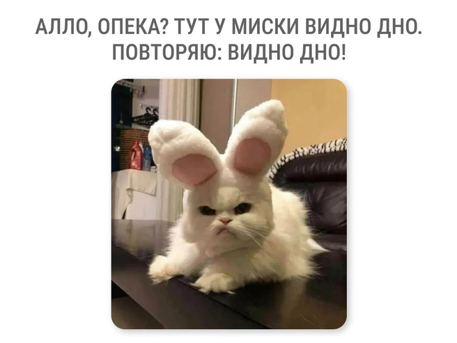 Вопросы к хозяину есть, конечно | Источник: Мария Романова / Городские медиа