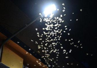 В чем ошибка насекомых, летящих на свет?