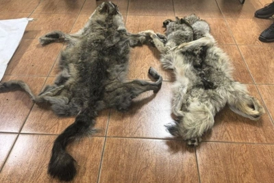 Забайкалье принимает шкуры волков от охотников