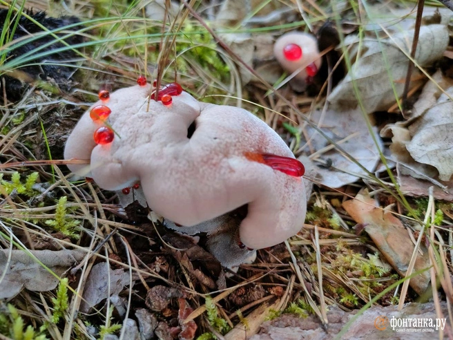 Гриб кровавый зуб нашли в двух районах Ленобласти | Источник: Михаил Огнев / «Фонтанка.ру»