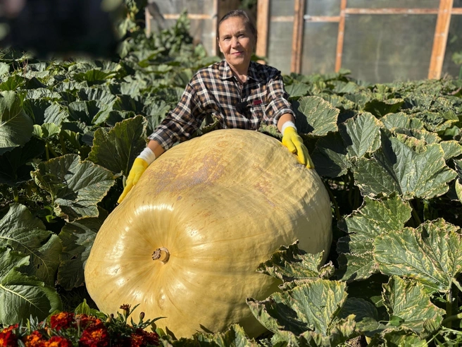 Тыква заняла почти весь огород | Источник: Наталья Горелик