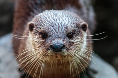 Eurasian Otter: Aquatic Hunter of the Mustelids