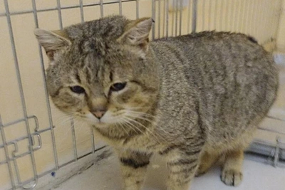 Кот Пахан ищет дом в Иркутске