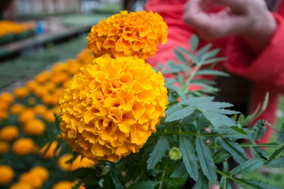 Правила посадки астр и бархатцев на рассаду от агронома