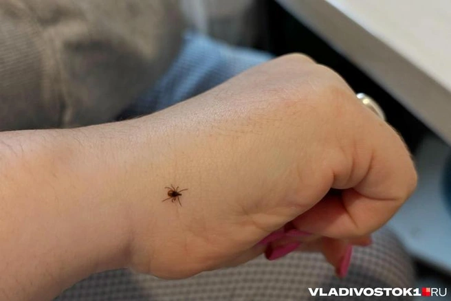 Существуют ли «наноклещи» | Источник: Елена Буйвол / VLADIVOSTOK1.RU