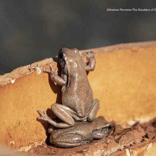 Источник: Nikon Comedy Wildlife Awards