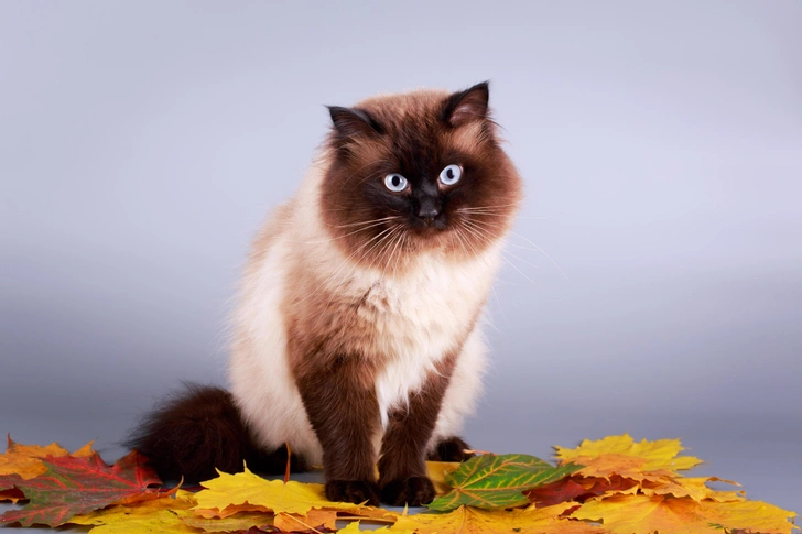 Источник: Shutterstock/Fotodom.ru