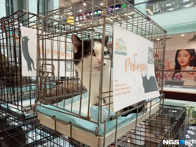 Ярмарка проходит в Новосибирске регулярно | Источник: Рихарда Лем / NGS.RU
