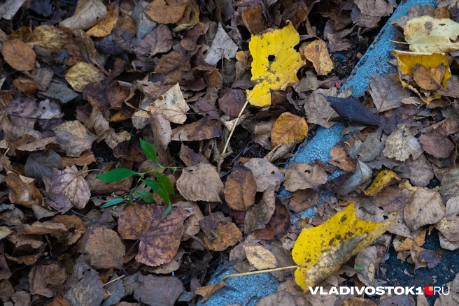 Источник: Елена Буйвол / VLADIVOSTOK1.RU
