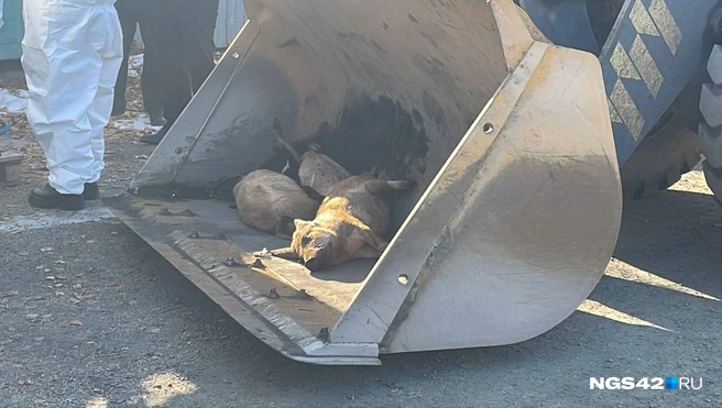 Источник: Лера Городецкая / NGS42.RU