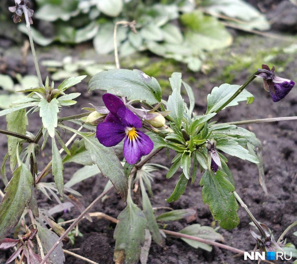 Природа обманула анютины глазки | Источник: читатель NN.RU