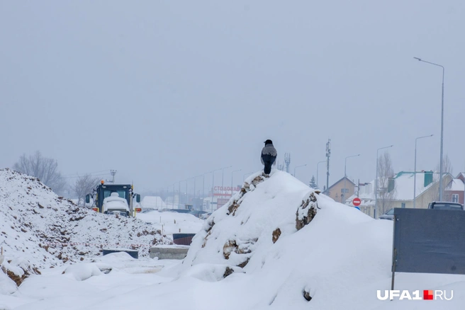 Ворон следит за стройкой | Источник: Булат Салихов / UFA1.RU