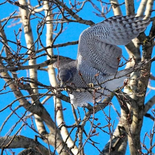 Источник: Станислав Крутоверцев / «Каждой твари по паре».