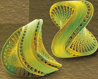 Одноклеточное чудо: посмотрите на водоросли диатомеи под микроскопом