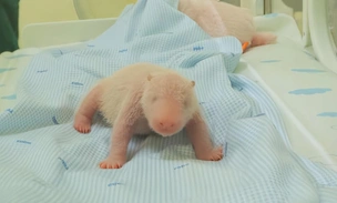 Панда‑первенец: как начинается жизнь долгожданного малыша в Индонезии