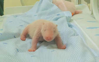 Панда‑первенец: как начинается жизнь долгожданного малыша в Индонезии