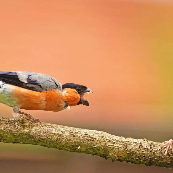Защита личных границ | Источник: Lutz Klapp / The Nature Photography Contest