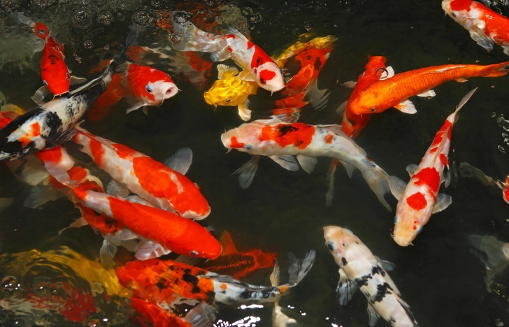 Источник: GOLFX via Shutterstock/Fotodom.ru