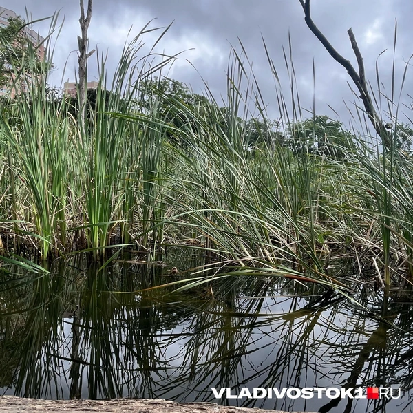 Водоем маленький и не занимает много места | Источник: Елена Буйвол / VLADIVOSTOK1.RU