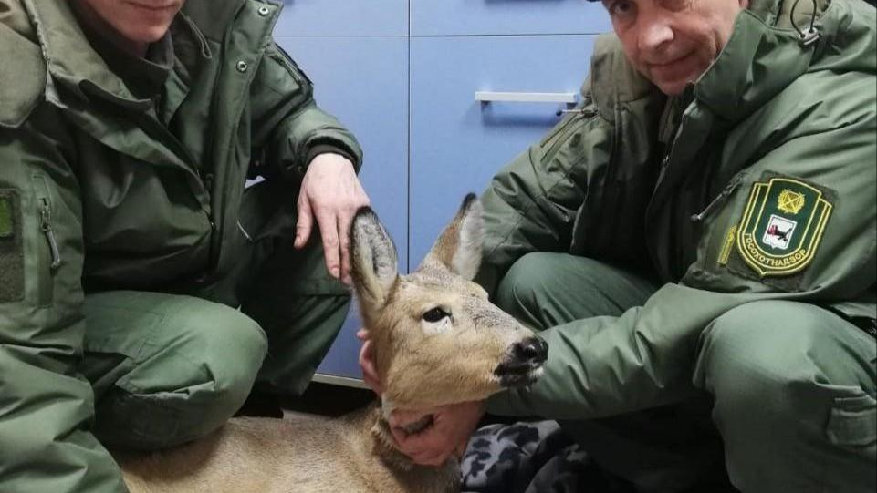 На Байкальском тракте из плена забора вызволили косулю — видео