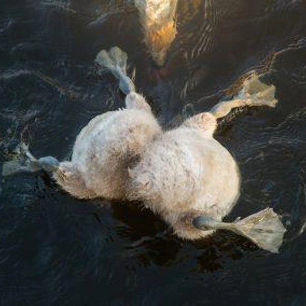 Источник: Nature Photographer of the Year