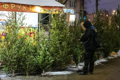 Адреса елочных базаров в Ижевске: где купить живую елку