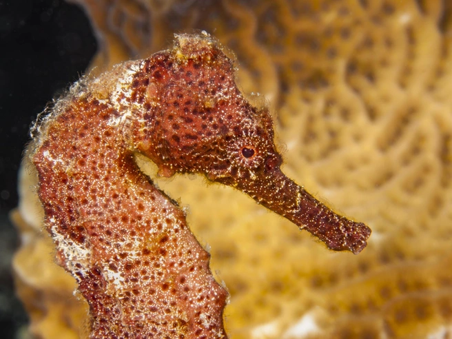 Пятнистый морской конёк (Hippocampus erectus). Встречается в районе Антильских островов. | Источник: Legion Media