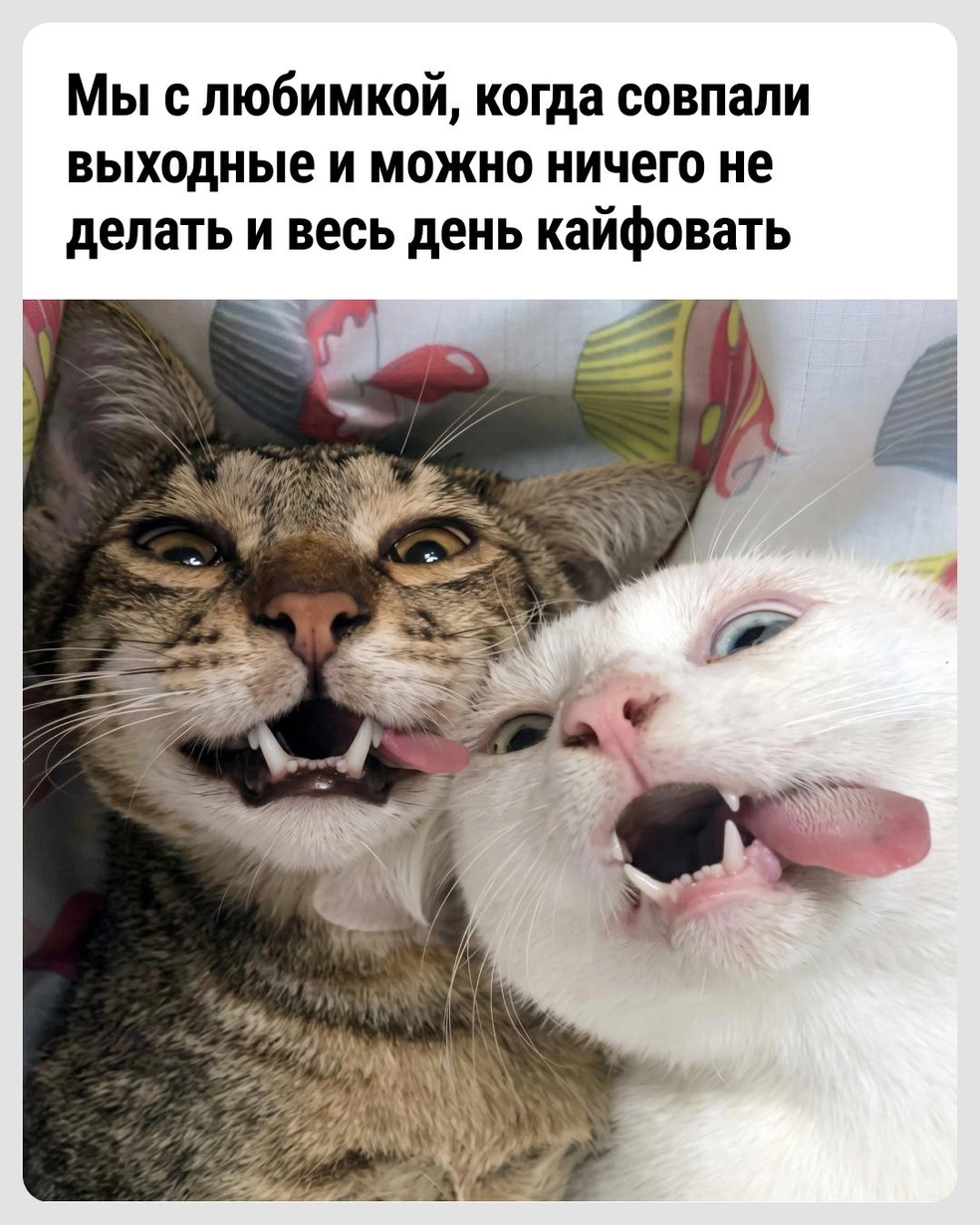 Идеально | Источник: Городские медиа