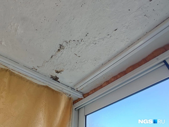 Туалет для своих собак соседи сверху устроили прямо на балконе, пожаловалась пенсионерка | Источник: Илья Калинин / NGS.RU