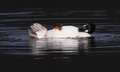 Самые смешные фото животных 2025 года — финалисты комичного конкурса Comedy Wildlife Photo Awards