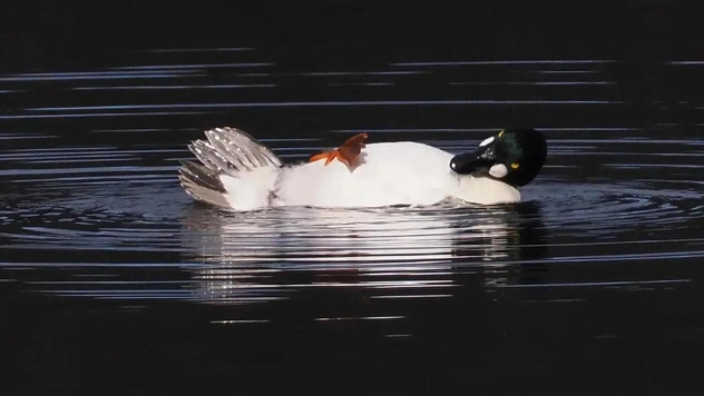 Самые смешные фото животных 2025 года — финалисты комичного конкурса Comedy Wildlife Photo Awards