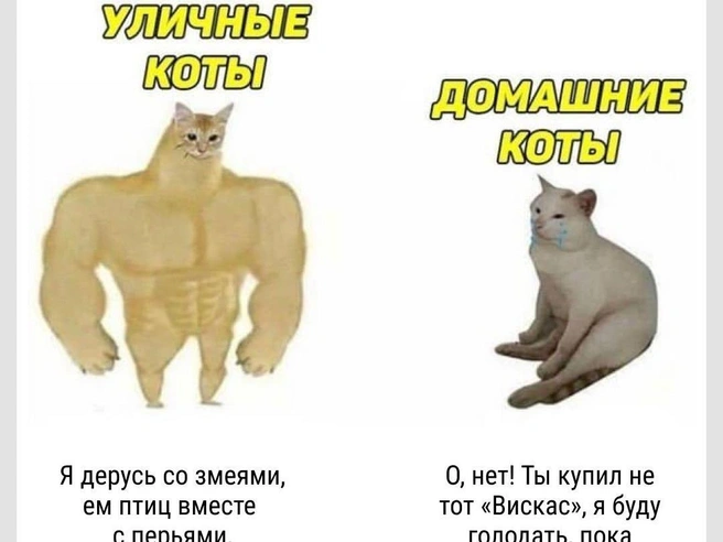 Признавайтесь, чей кот воротил нос от надоевшего корма? | Источник: Городские медиа