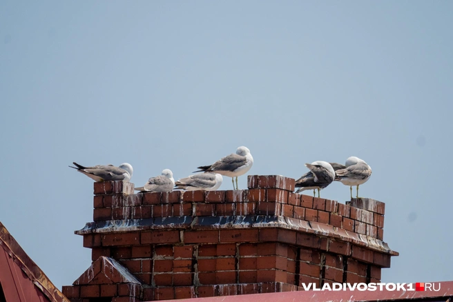 Источник: Елена Буйвол / VLADIVOSTOK1.RU