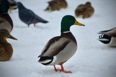 Amateur photographer captures duck life in Volgograd's Seven Winds Park