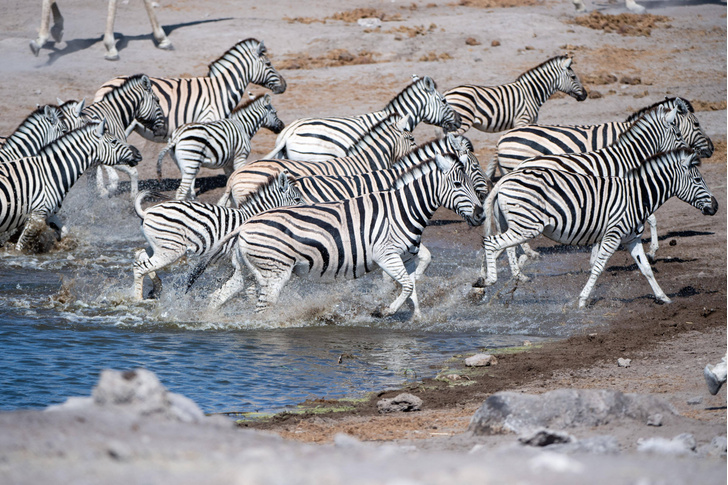 Черно-белые лошадки: 7 любопытных фактов о зебрах