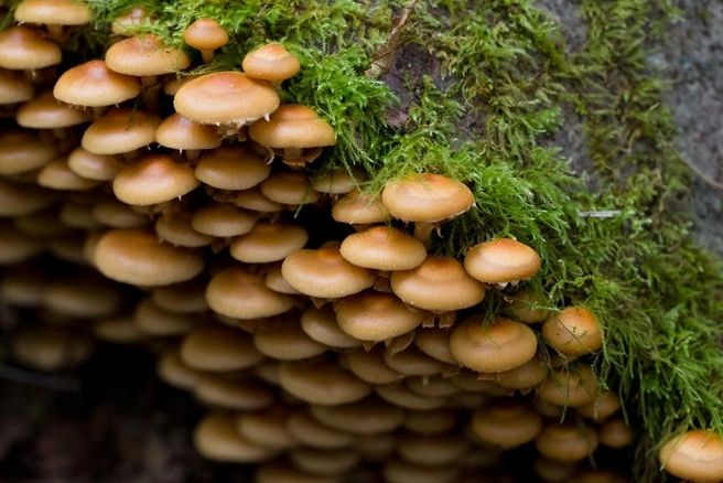 Источник: USFWS&nbsp;— Pacific Region, Creative Commons Attribution 2.0 Generic