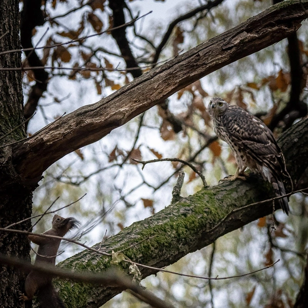 Источник: Антон Кубышкин / «Птицы СПб и России»