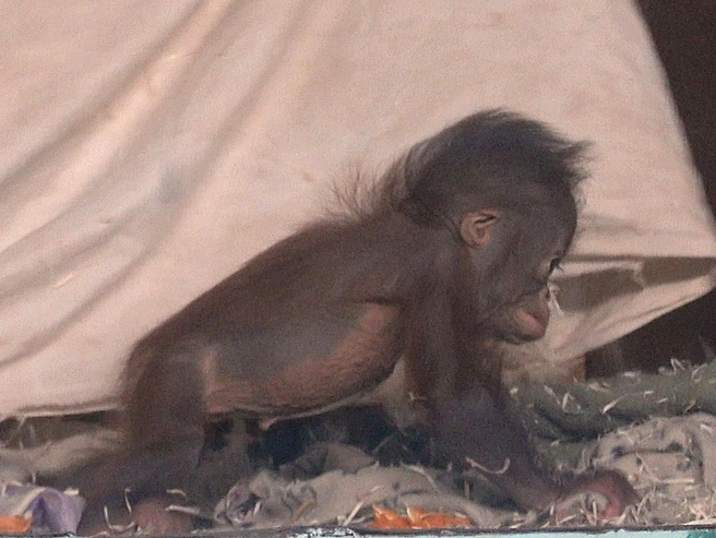 Имя для детеныша еще не выбрано | Источник: Сергей Ильтяков