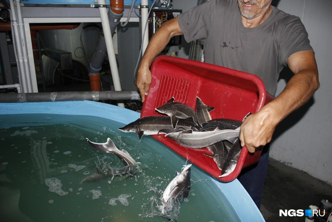 Стерляди такого размера — самый ходовой товар | Источник: Стас Соколов/NGS.RU